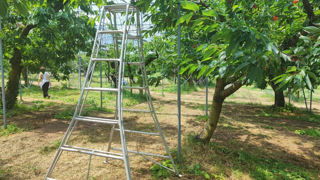 斎藤観光果樹園の脚立