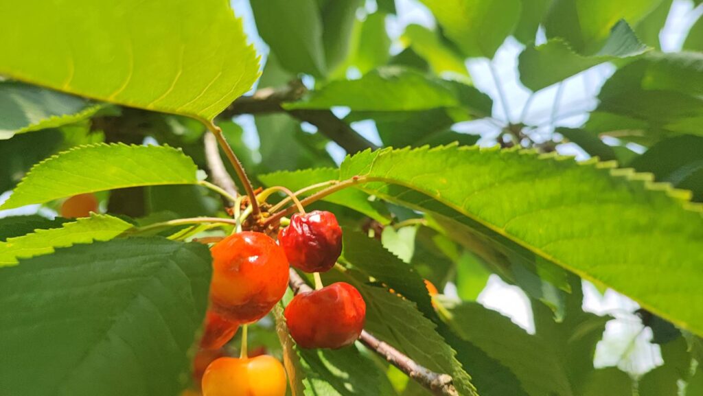 斎藤観光果樹園のしわしわになったさくらんぼ