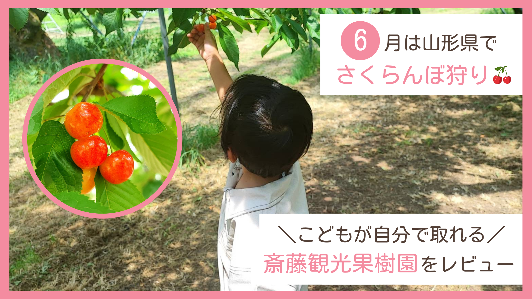 山形県上山市のさくらんぼ狩りスポット「斎藤観光果樹園」のレビューブログ