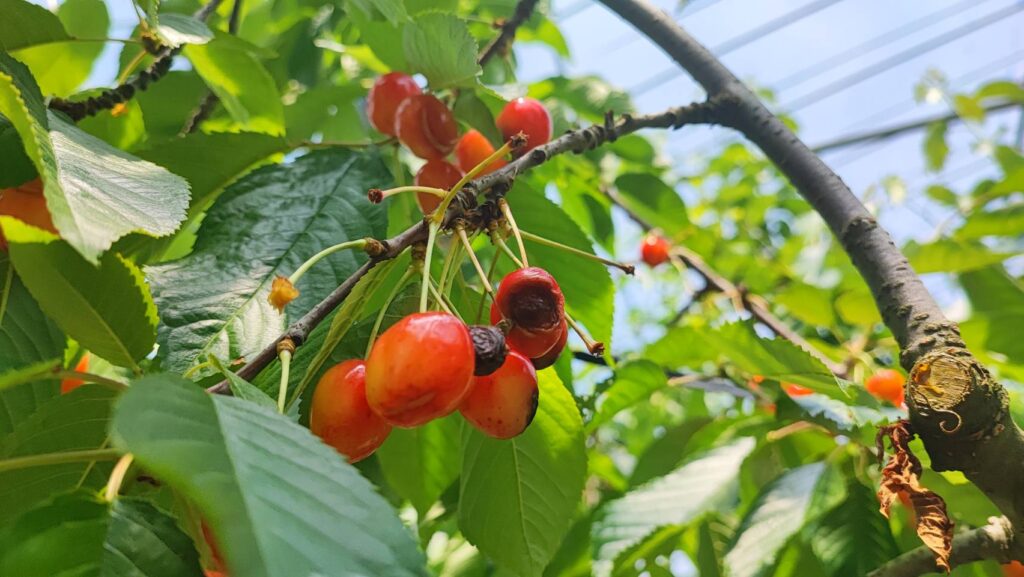 斎藤観光果樹園の黒くなったさくらんぼ