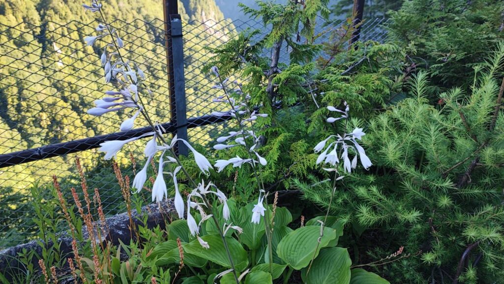 黒部ダムに咲くギボウシ