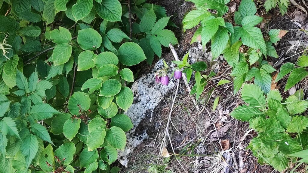 黒部ダムに咲くホタルブクロ