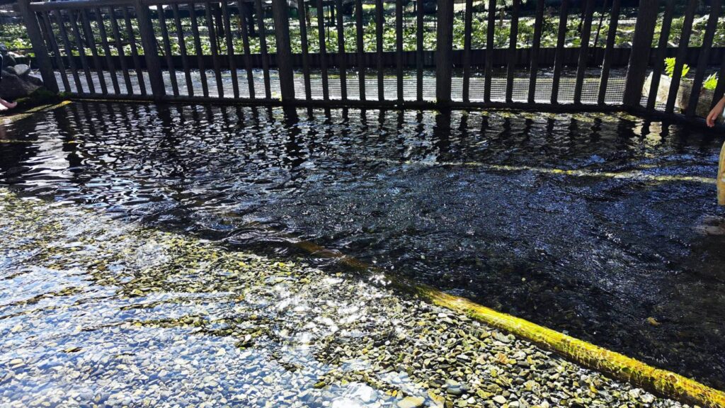 大王わさび農場の親水広場