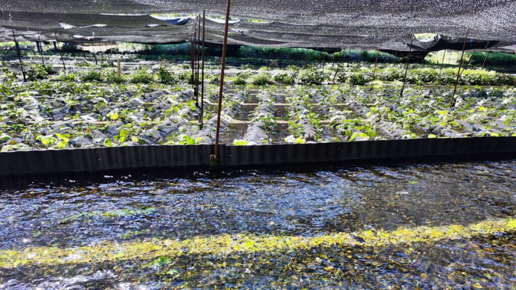 大王わさび農場の親水広場から見たわさび