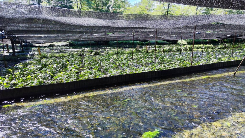 大王わさび農場のわさびに張られた黒いネット
