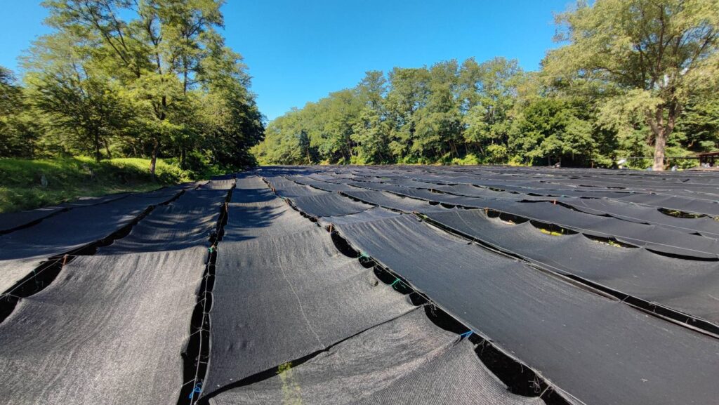 大王わさび農場のわさびに張られた黒いネット