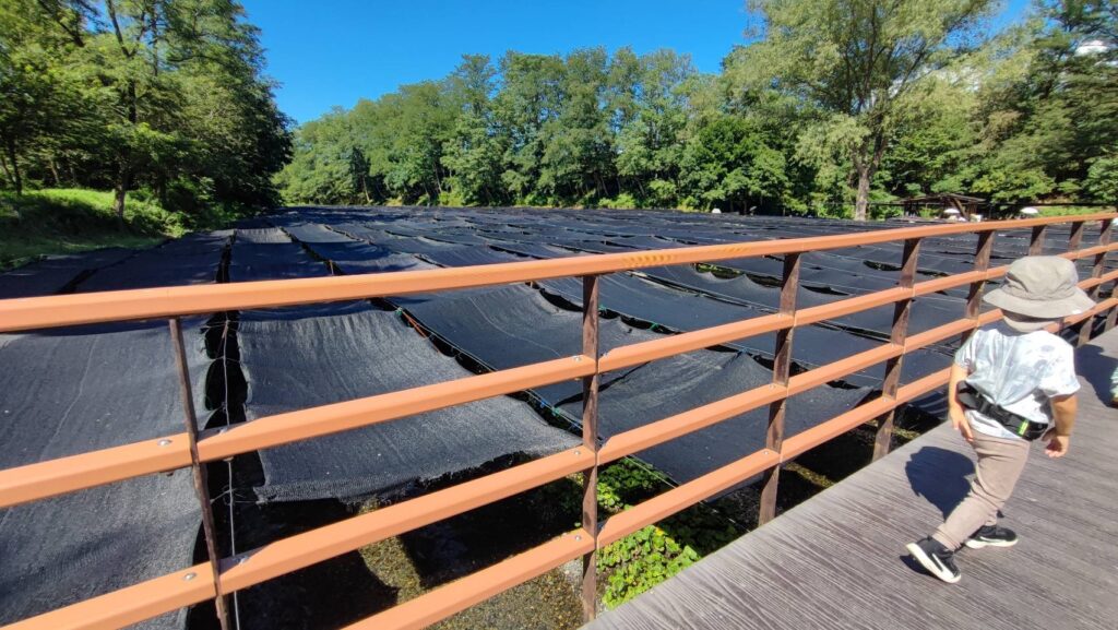 大王わさび農場のわさびに張られた黒いネット