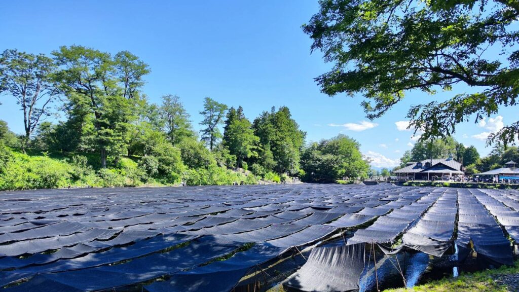 大王わさび農場のわさびに張られた黒いネット